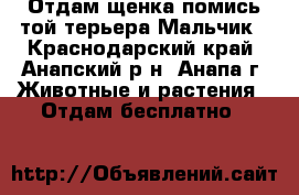 Отдам щенка помись той-терьера Мальчик - Краснодарский край, Анапский р-н, Анапа г. Животные и растения » Отдам бесплатно   